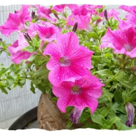 Oda ve Kahvaltı Maison St Georges